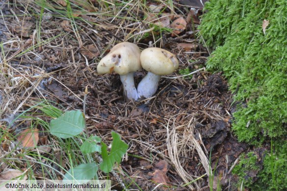Cortinarius epipoleus
