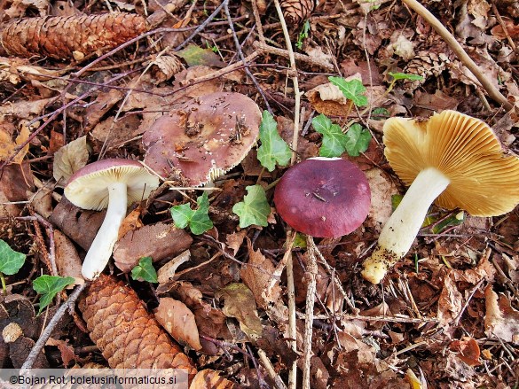 Russula firmula