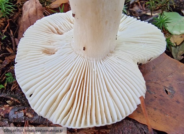 Russula fellea