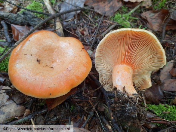 Lactarius deliciosus