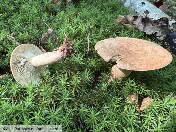 Lactarius quietus