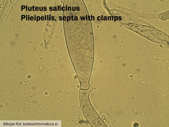 Pluteus salicinus