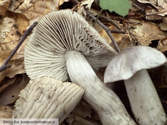 Tricholoma sciodes