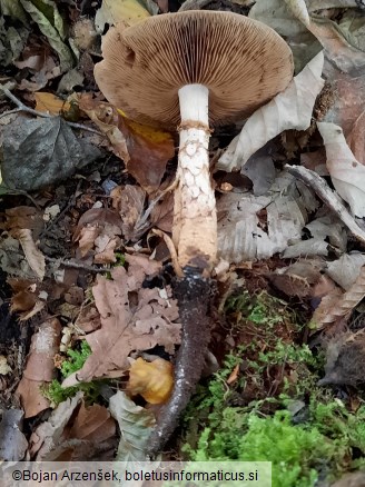Hebeloma radicosum