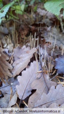 Macrotyphula filiformis