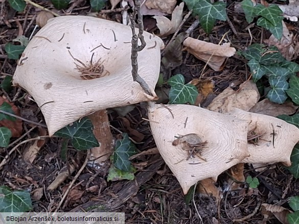 Clitocybe geotropa