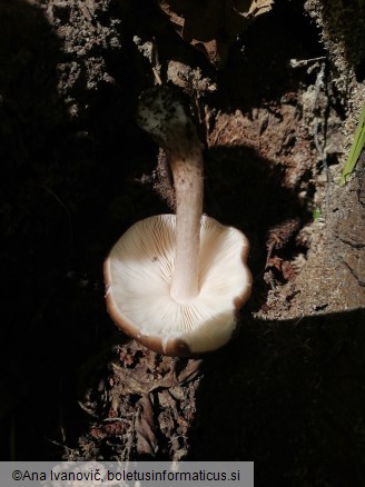 Pluteus cervinus