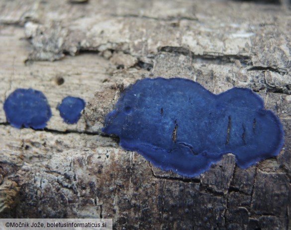 Terana coerulea