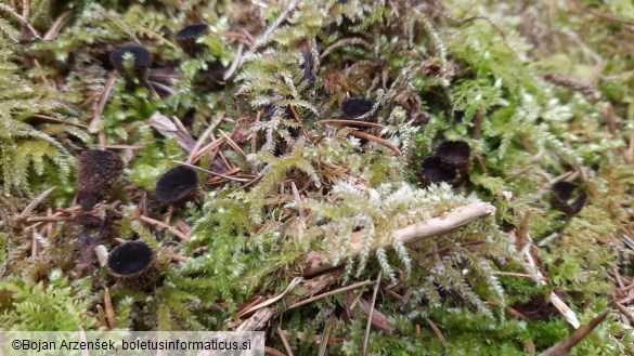 Cyathus striatus