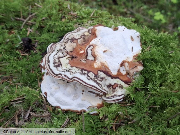 Heterobasidion parviporum