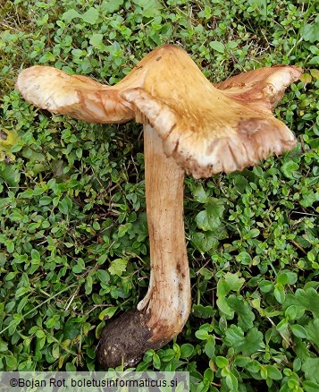 Inocybe fraudans