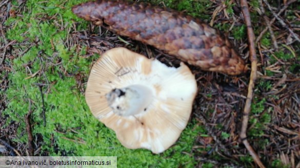 Russula mustelina