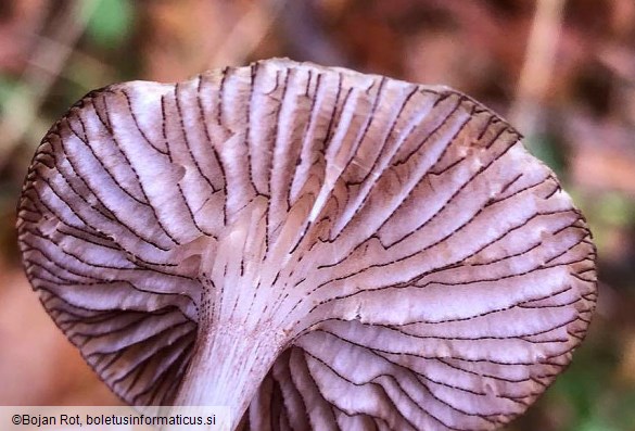 Mycena pelianthina