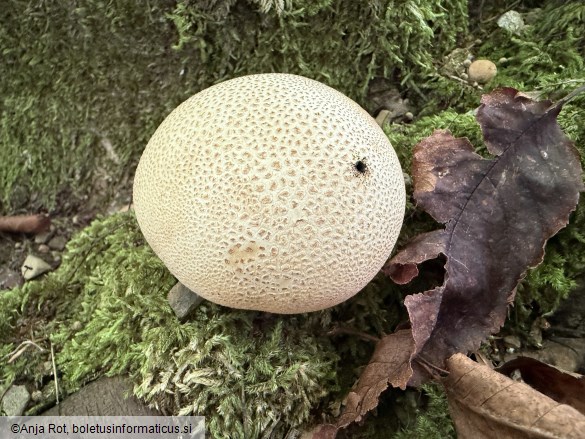 Scleroderma citrinum