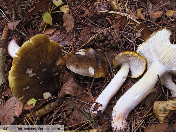 Tricholoma viridilutescens