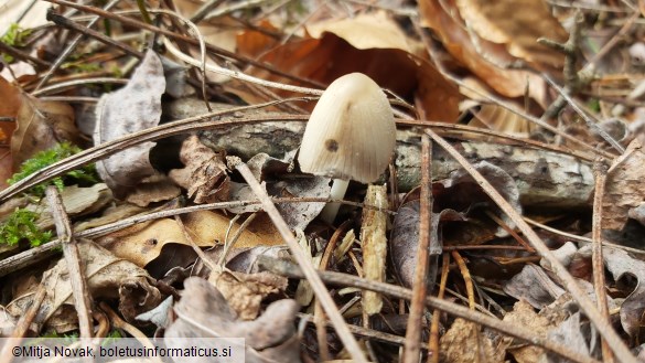 Coprinellus domesticus