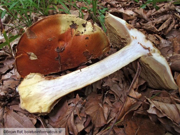 Calonarius elegantissimus
