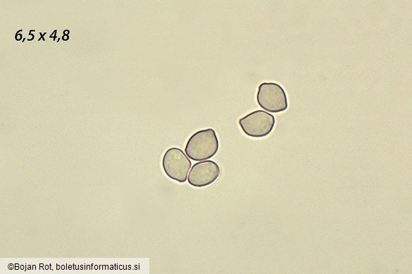 Cephalotrichum stemonitis