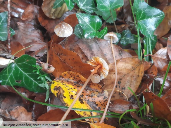 Mycena crocata
