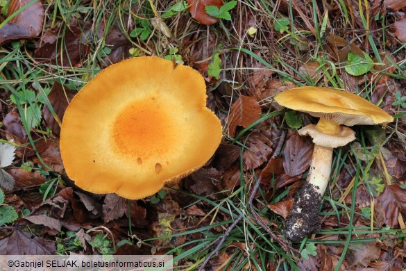 Phaeolepiota aurea
