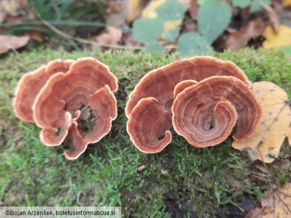 Stereum insignitum
