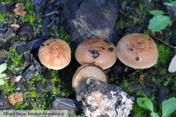 Hebeloma anthracophilum