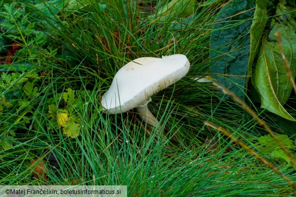 Leucoagaricus leucothites