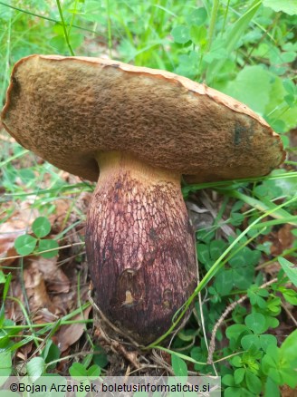 Suillellus luridus