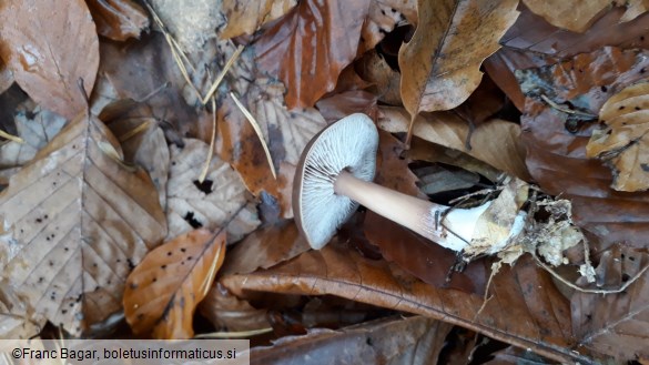 Rhodocollybia butyracea f. asema