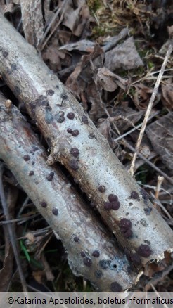 Hypoxylon fuscum