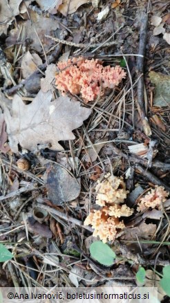 Ramaria botrytis