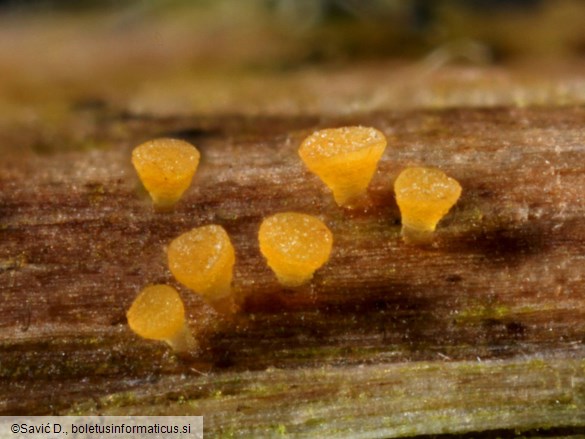 Allophylaria byssacea