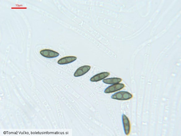 Hypomontagnella submonticulosa