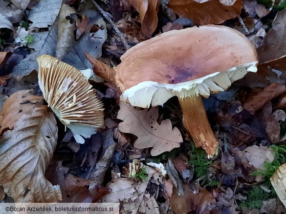 Tricholoma bufonium