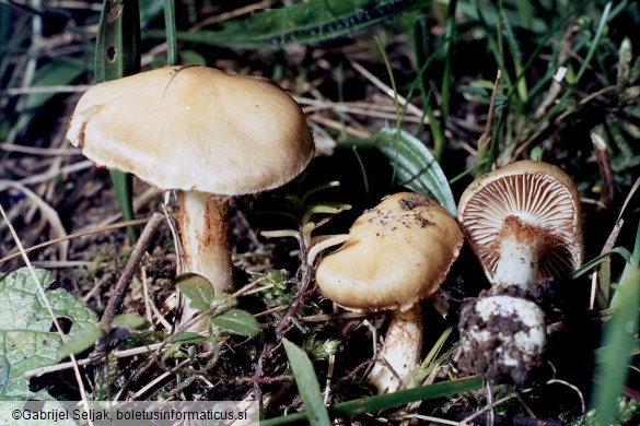 Cortinarius gracilior