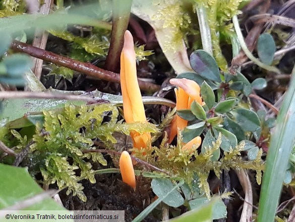 Clavulinopsis helvola
