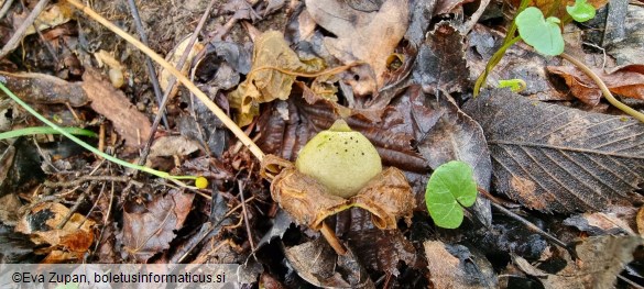 Geastrum saccatum var. saccatum