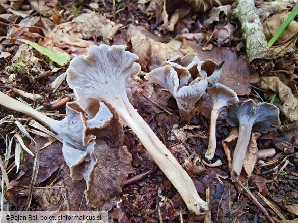 Craterellus undulatus
