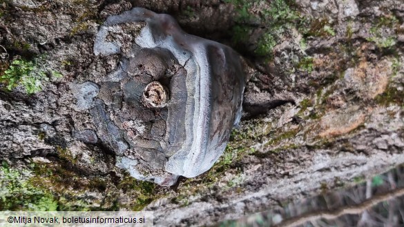 Phellinus tremulae