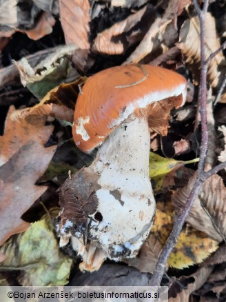 Cortinarius praestans