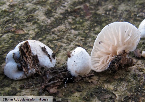 Crepidotus cesatii var. cesatii