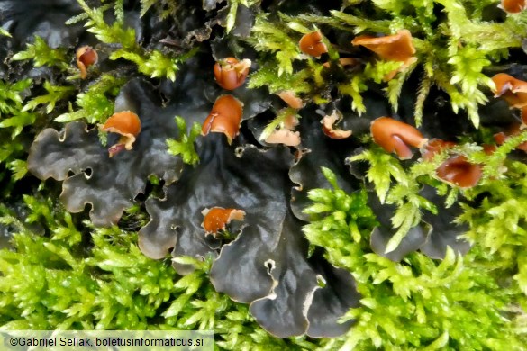 Peltigera hymenina