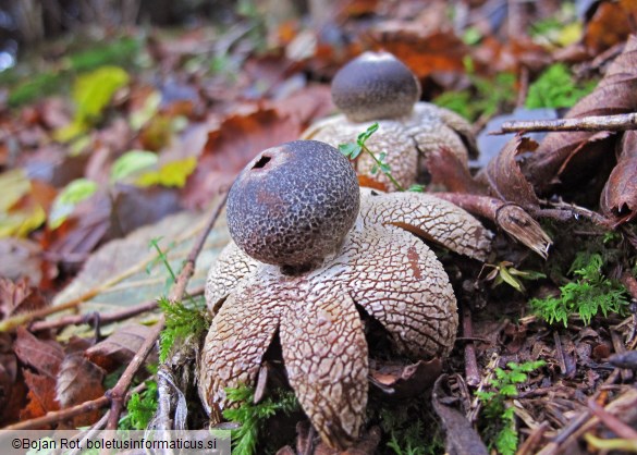 Astraeus hygrometricus