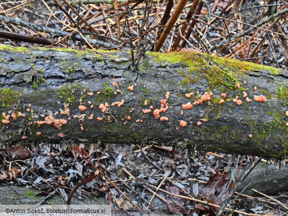 Ditangium cerasi