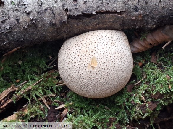 Scleroderma citrinum