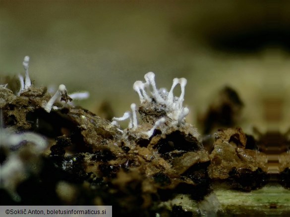 Berkelella stilbigera
