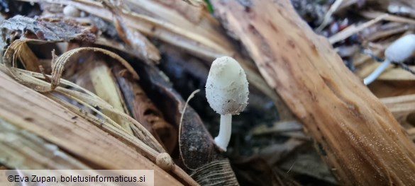 Coprinopsis friesii