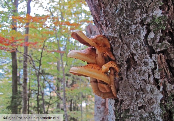 Pholiota adiposa