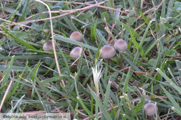 Panaeolina foenisecii