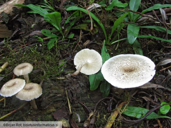 Lentinus tigrinus